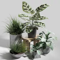 Set of plants 03 3D model