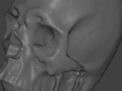 Skull 3D Laser Scan