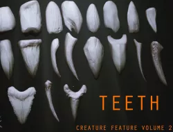 TEETH - Zbrush 24 Assorted Teeth IMM Brush 3D model