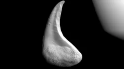 Tooth 3D model
