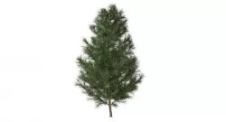 Young Pine 3D model