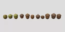 acorn 3D model