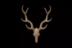 Antler 3D model