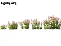 Aster tataricus - Tartarian Aster 3D model