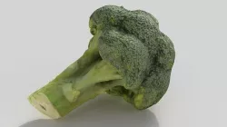 broccoli  Low-poly 3D model