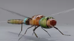 Dragonfly 3D model