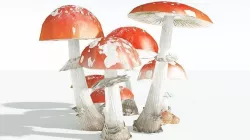 EVERYPlant Fly Agaric 05 --12 Models-- 3D model