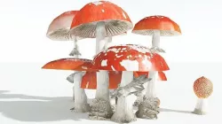 EVERYPlant Fly Agaric 06 --12 Models-- 3D model