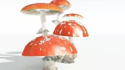 EVERYPlant Fly Agaric 07 --12 Models-- 3D model