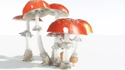 EVERYPlant Fly Agaric 08 --12 Models-- 3D model