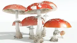 EVERYPlant Fly Agaric 09 --12 Models-- 3D model