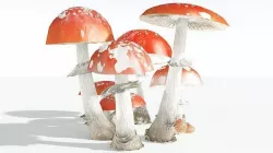 EVERYPlant Fly Agaric 11 --12 Models-- 3D model