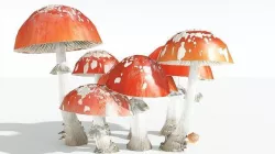 EVERYPlant Fly Agaric 12 --12 Models-- 3D model