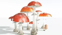 EVERYPlant Fly Agaric EXT --18 Models-- 3D model