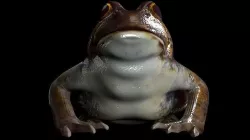 Frogs frog 3D model
