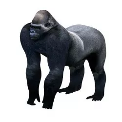 Gorilla Realistic Low-poly 3D model