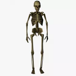 Human Skelton Low poly Low-poly 3D model