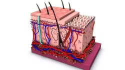 human skin cell anatomy 3D model