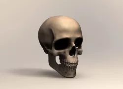 Human skull 3D model