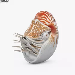 Nautilus HD 3D model