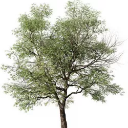 Quillaja saponaria or Soap bark Tree 3D model