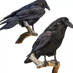 Raven 3D model