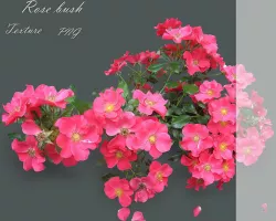 Rose Pink bush on the texture PNG Texture