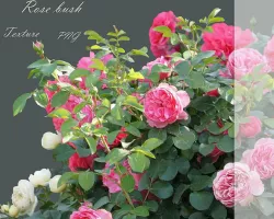 Rose Pink bush on the texture PNG Texture