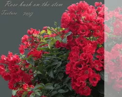 Rose Red bush on the stem texture PNG Texture
