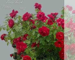  Rose Red bush texture PNG Texture