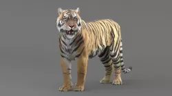 Tiger Realistic 3d model rigged animated texture MAYA 2018 3D model