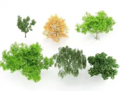Tree Collection 3D model
