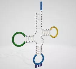 tRNA Structure 3D model