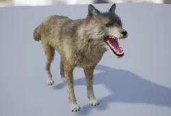  3 types of Wolfs  Artic Dark and Normal 3D model