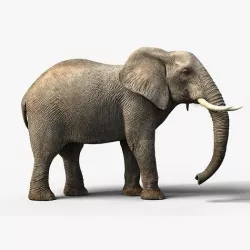 African Elephant Animated 3D model