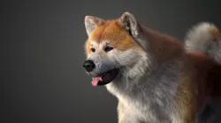 Akita Dog Animated VFX Grace 3D model