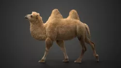 Bactrian Camel Animated VFX Grace  3D model