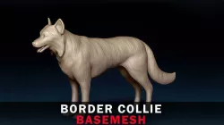 Border Collie Base Mesh 3D model