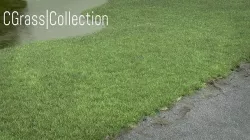 CGrass - 3d Realistic grass collection Low-poly 3D model