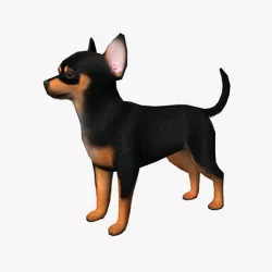 Chihuahua  Low-poly 3D model