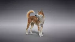 Chinese Rural Dog Animated VFX Grace 3D model