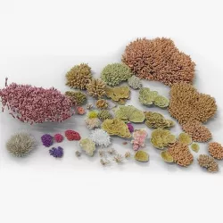 Corals Collection  VFX Grace 3D model