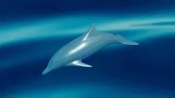 dolphin 3D model