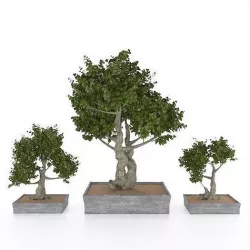 Dwarf Pyracantha Bonsai Tree with Red Berries 3D model
