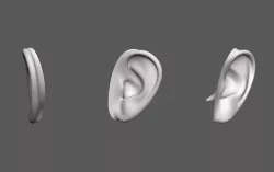 Ear Human 3D model