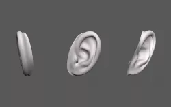Ear Human 3D model