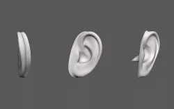 Ear Human 3D model