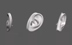 Ear Human 3D model