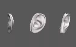 Ear Human 3D model