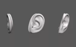Ear Human 3D model
